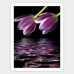 Tulips Sticker